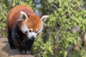 Red Panda Walking along a Pole