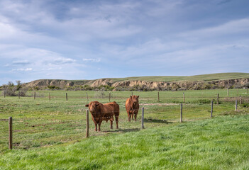 Obraz premium Two bulls in a pasture near Maple Creek, Saskatchewan, Canada
