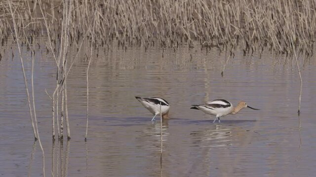 Close up shot of the American avocet