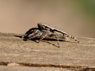 Jumping spider, Salticidae, on top of a log, Xativa, Spain