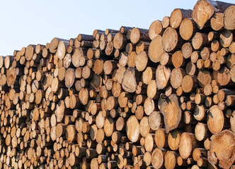 Gestapelte Holzstämme aus Fichtenholz