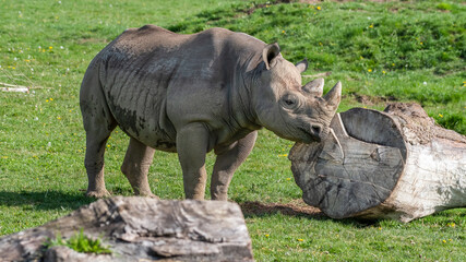 Fototapeta premium Eastern Black Rhino Standing on Grass