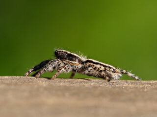 Jumping spider, Salticidae, on top of a log, Xativa, Spain