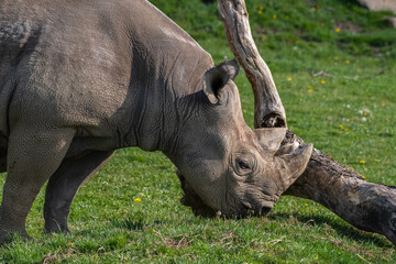 Eastern Black Rhino Standing on Grass