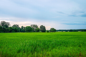 Beautiful Belarusian summer landscape with green grass, lush trees in the distance and sunset cloudy sky after rain. Rural area in Eastern Europe. Field and forest. Soft focus, graininess present