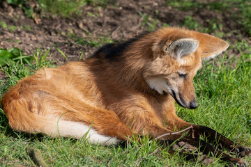 Maned Wolf Resting on Grass