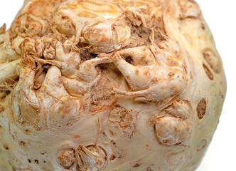 Knollensellerie, Apium graveolens, in einer Nahaufnahme