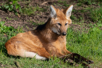 Maned Wolf Resting on Grass © Ian