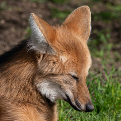 Maned Wolf Resting on Grass © Ian