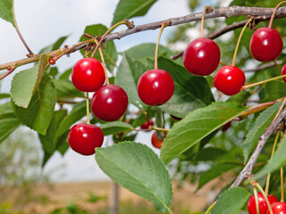 Obraz premium Reife Sauerkirschen am Baum