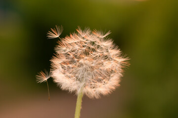 dandelion at sunset, dandelion 