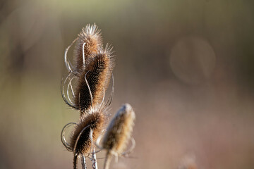 Closeup shot of growing Teasels