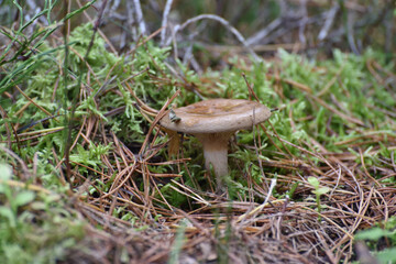 Bolete mushroom, in a thicket of forest in green grass. 