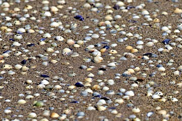 Muscheln am Strand