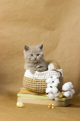 Cute lilac British kitten looking into the camera