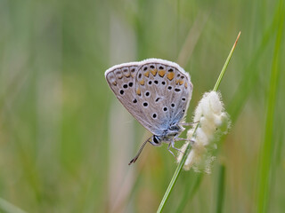 Butterfly in the field, in summer, Spain