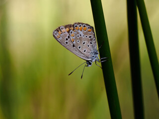 Butterfly in the field, in summer, Spain