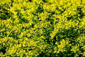 Springtime vegetation in the city park