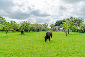 Horses on a farm in rural Kent