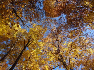 autumn trees in the forest