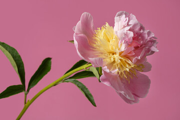 Gentle pink peony flower isolated on a pink background.