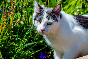 Naklejka na ściany i meble Cat in the meadow sunny warm springtime day