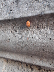 ladybug on a stone