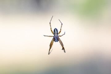 Spider in its web.