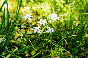 Ornithogalum flowers surrounded by clover.