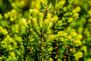 Springtime vegetation in the city park