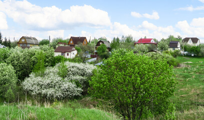 Rustic houses in a garden of cherry blossoms and apple trees. Cottages on a hill on a sunny day in spring.