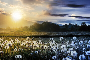 day and night time change concept above dandelion field in rural landscape. beautiful nature...