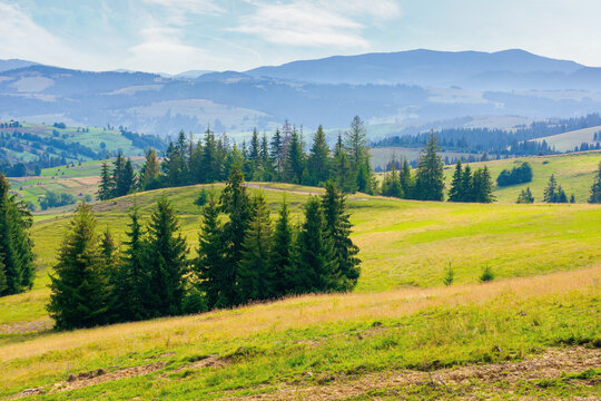 spruce forest on the hills and meadows. summertime mountain landscape in the morning