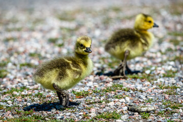 Newborn goslings in the springtime 