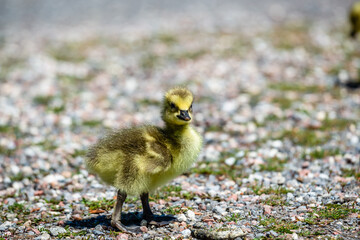 Newborn goslings in the springtime 
