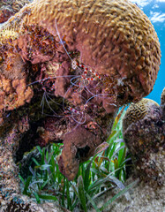 Caribbean coral garden