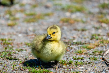 Newborn goslings in the springtime 