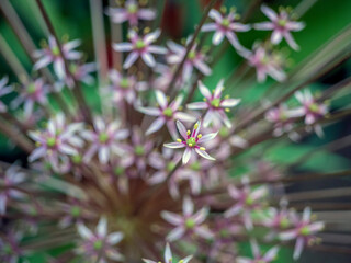 Allium giganteum, common name giant onion,