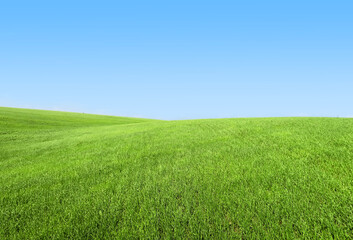 Obraz premium Smooth green grass, lawn against a large blue sky on a sunny day. Wide view of the mown lawn. Natural background of green grass, fresh juicy frame.