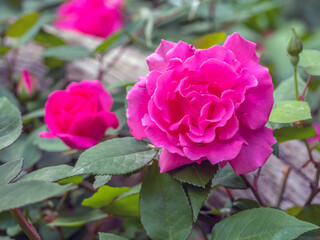 Shakespeare Garden in Central Park