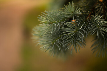 tree branch,Christmas tree branch