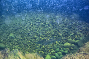 Naklejka na ściany i meble view underwater lake, freshwater landscape ecosystem clear water