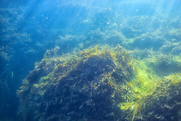 Fototapeta na wymiar underwater landscape reef with algae, sea north, view in the cold sea ecosystem
