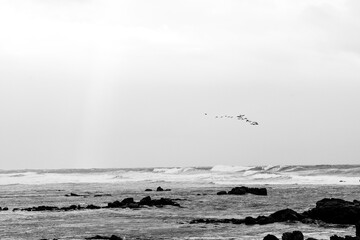 Black and white photograph of the sea. - 436387919