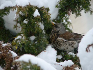 Fieldfare (Turdus pilaris) eating berries in winter, Belarus