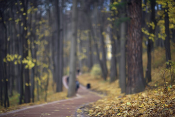 Obraz premium autumn season landscape in park, view of yellow trees alley background
