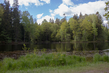 Obraz premium Spring flowering in Sergievka Park