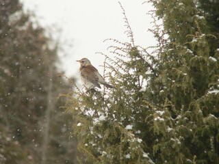Fieldfare (Turdus pilaris) eating berries in winter, Belarus