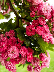 pink hydrangea flowers