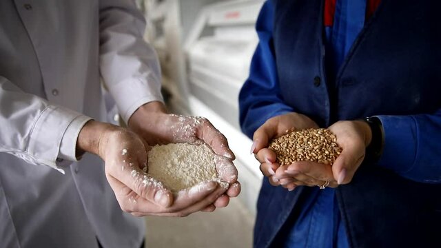 Closeup hands worker holds grain for production of white flour in automated modern mill.